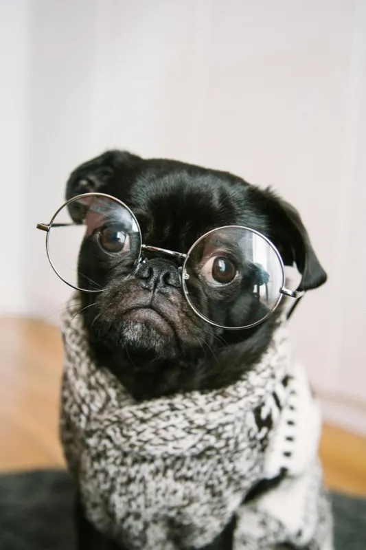 Smart pug with glasses